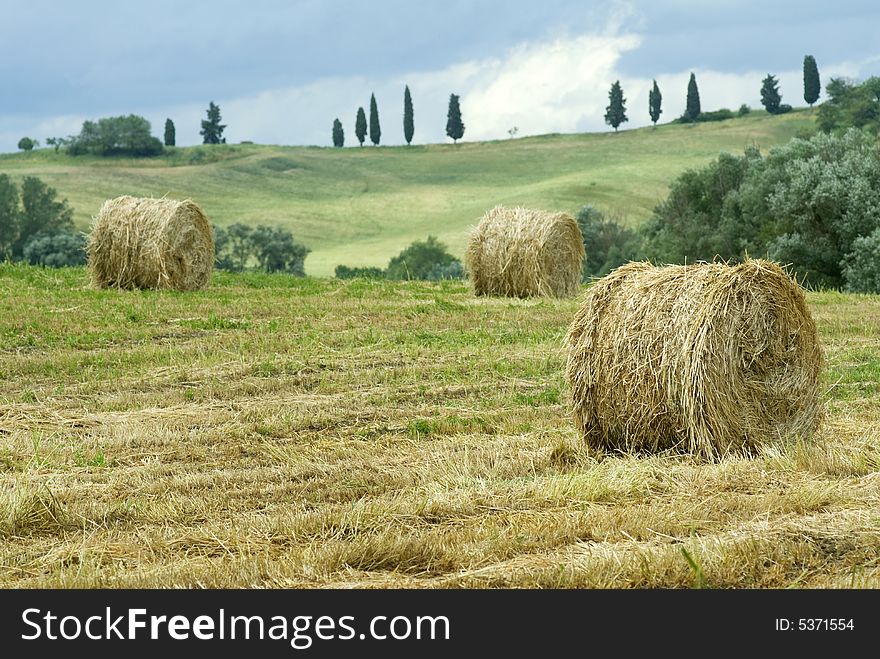 Typical Tuscany landscape with hay bales and cypresses. Typical Tuscany landscape with hay bales and cypresses