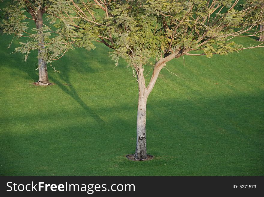 Couple of tree having half branches visible with grass. Couple of tree having half branches visible with grass
