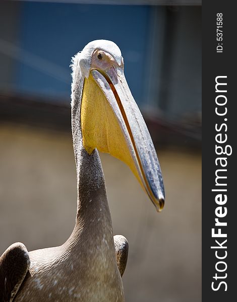 Photo of a Brown Pelican