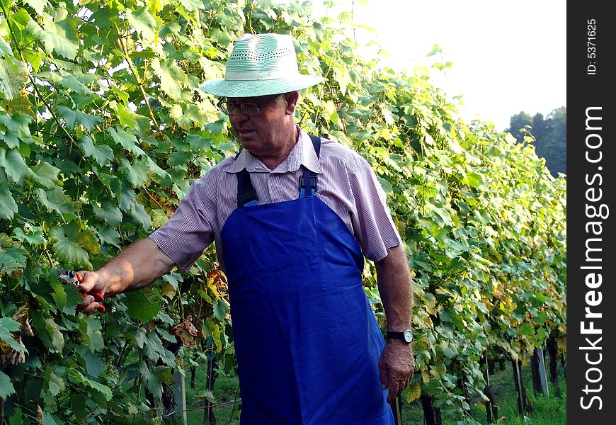 Man work in vineyard in summer time