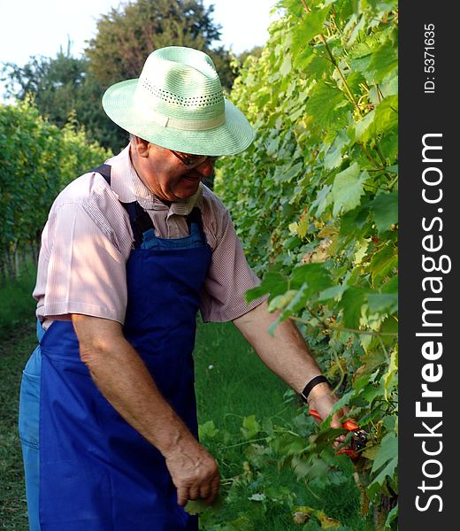 Man work in vineyard in summer time