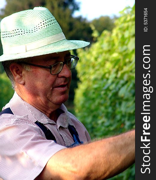 Man work in vineyard in summer time