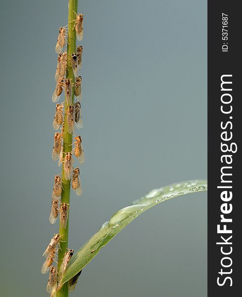 May to June, the cicadas are many small together. May to June, the cicadas are many small together