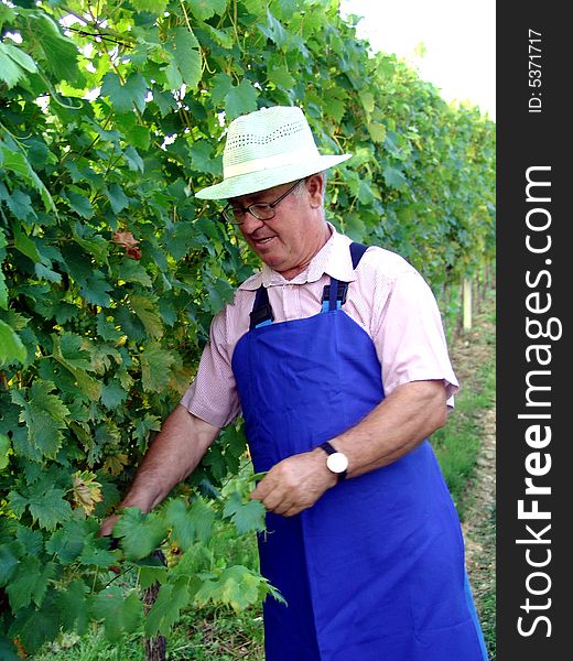 Man work in vineyard