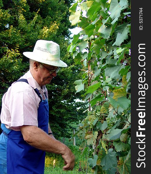Man work in vineyard in summer time