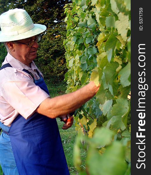 Man work in vineyard in summer time