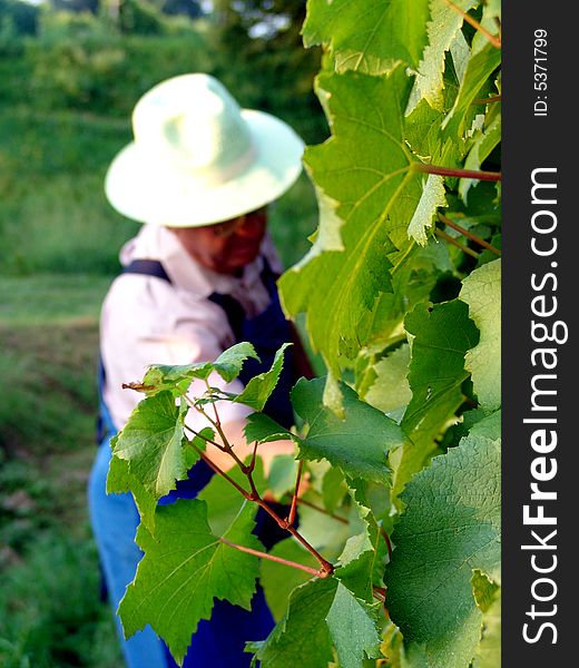 Man work in vineyard