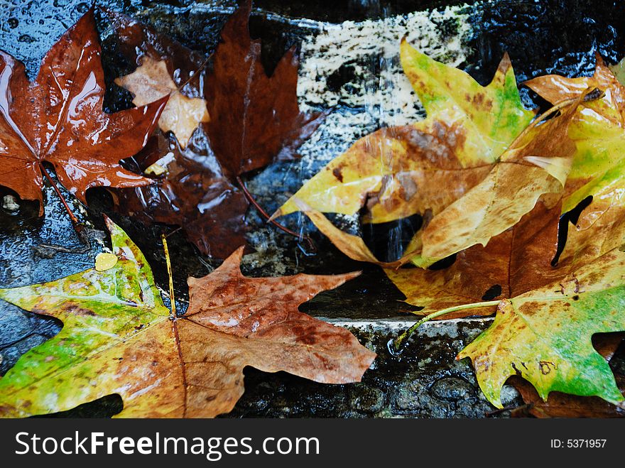 Colourful autumn leaves seen in Rome