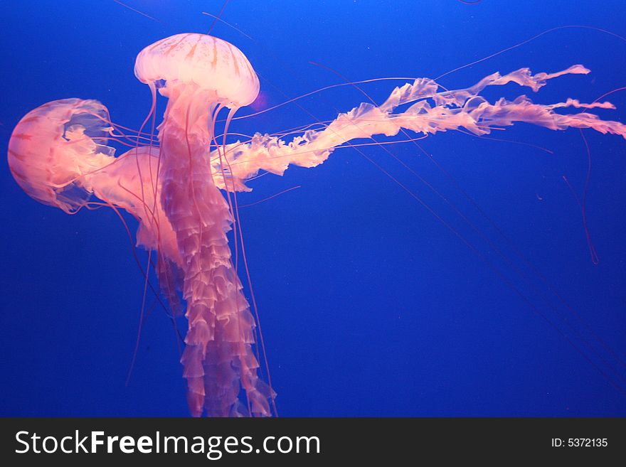 Jellyfish Beauty 2