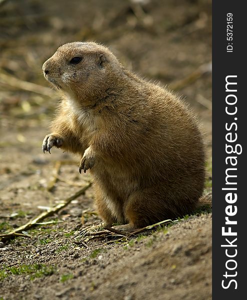 Sitting prairie dog in Zoo. Sitting prairie dog in Zoo