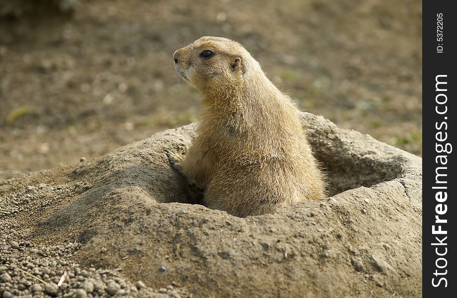 Prairie dog in burrow (photo from zoo). Prairie dog in burrow (photo from zoo)