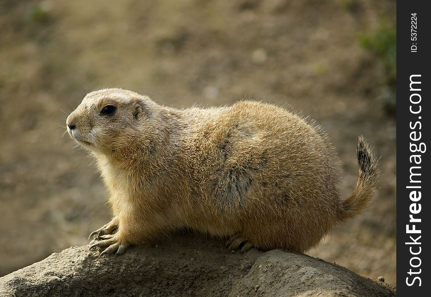 Prairie dog on burrow (photo from zoo). Prairie dog on burrow (photo from zoo)