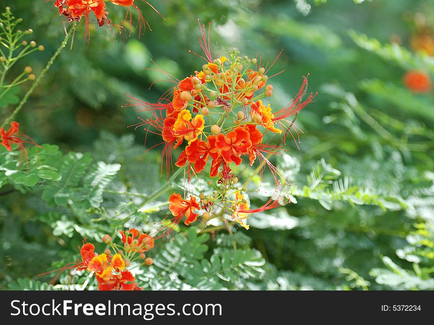 Orange flowers with leave background. Orange flowers with leave background