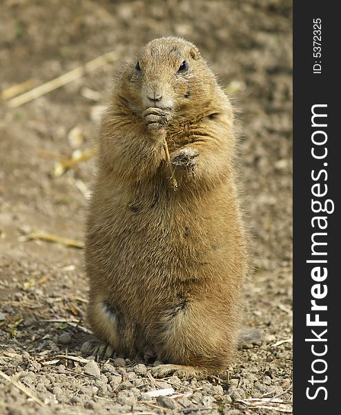 Sitting prairie dog in Zoo. Sitting prairie dog in Zoo