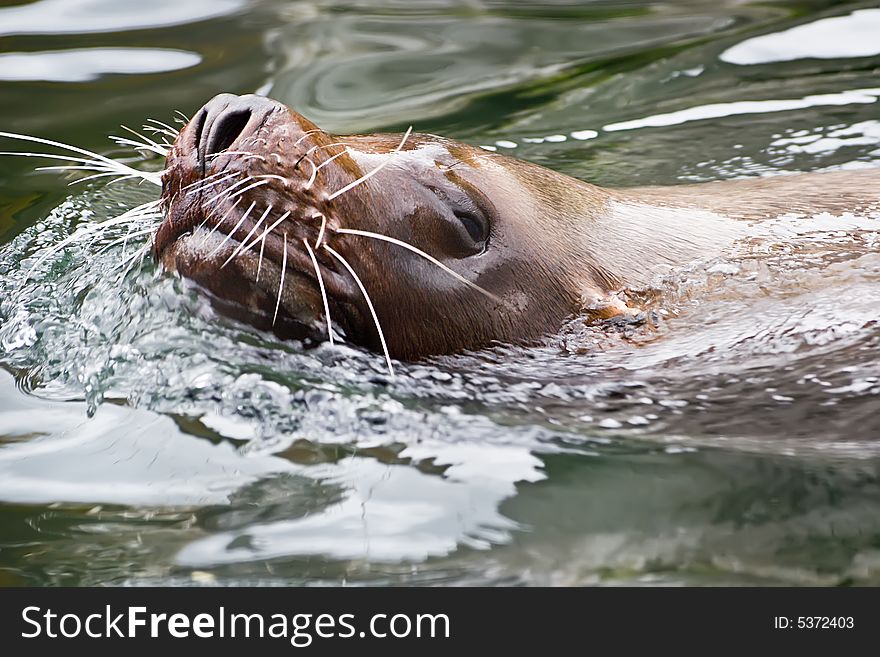 Eared seal floating in water close up