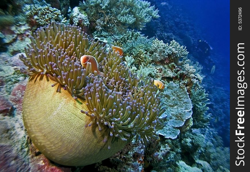 Beautiful clownfish living symbiosis with sea anemone in a tropical reef. Beautiful clownfish living symbiosis with sea anemone in a tropical reef