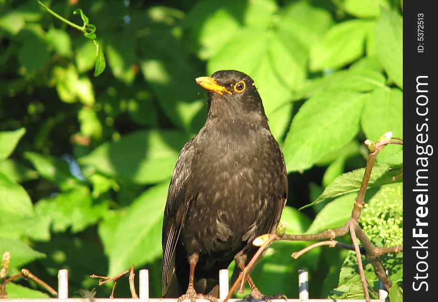 A Black Bird In A Garden
