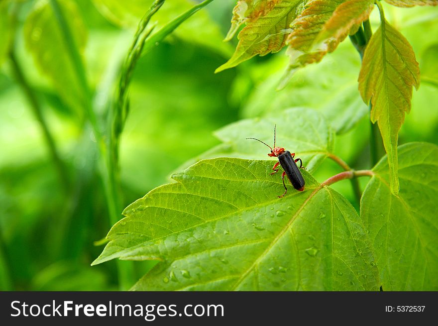 Little bug seating on the leaf. Little bug seating on the leaf