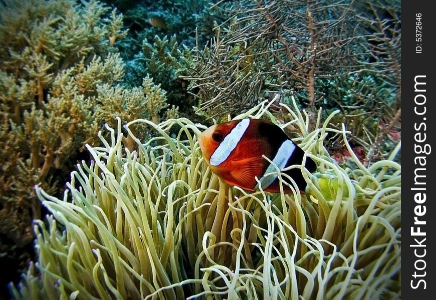 This little clownfish seems well at home among the stinging tentacles of a sea anemone. This little clownfish seems well at home among the stinging tentacles of a sea anemone