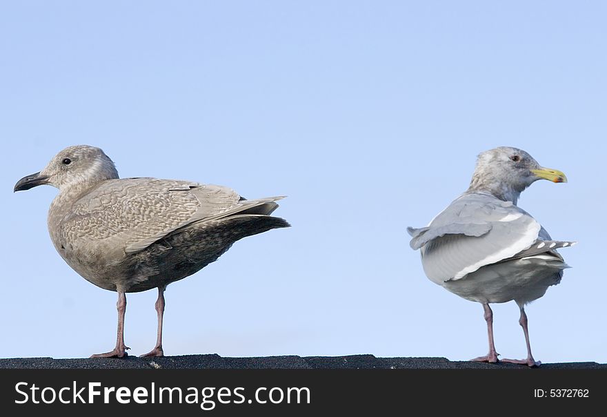 Two seagulls sit on roof and watch in opposite directions