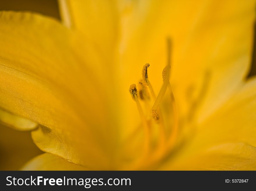 A close-up of yellow lilly. A close-up of yellow lilly
