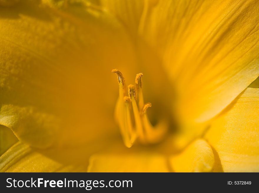 Yellow lilly close-up