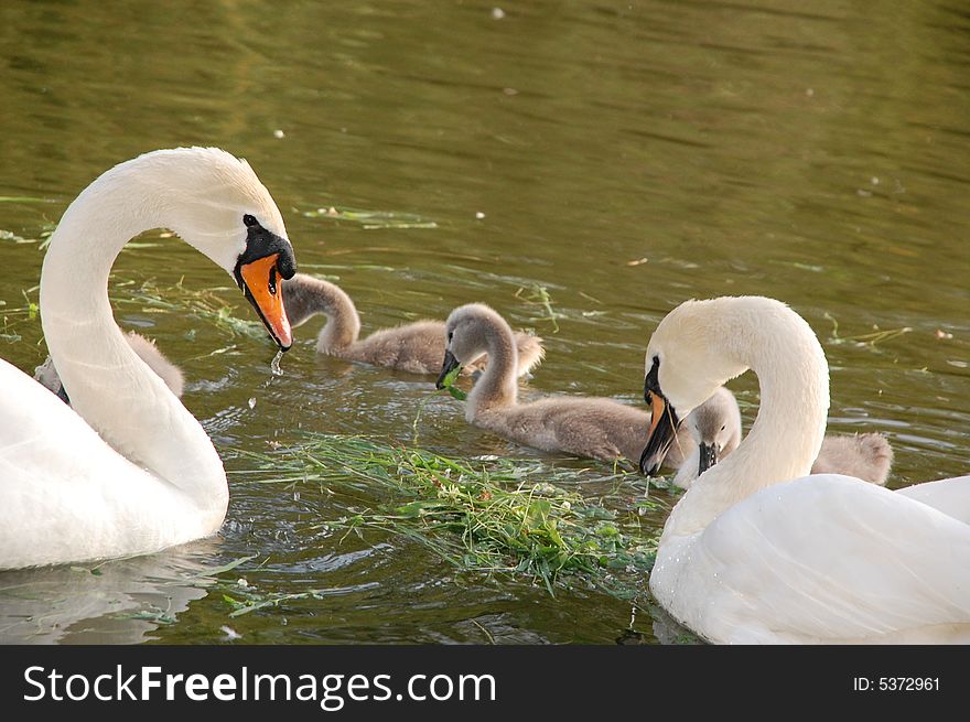 A couple of white swans making the greatest parenting team looks after thier cygnets. A couple of white swans making the greatest parenting team looks after thier cygnets