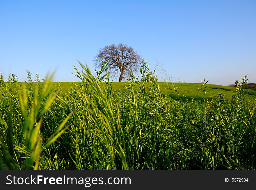 A Springtime glory image with a fodder enormous field and a lone oak