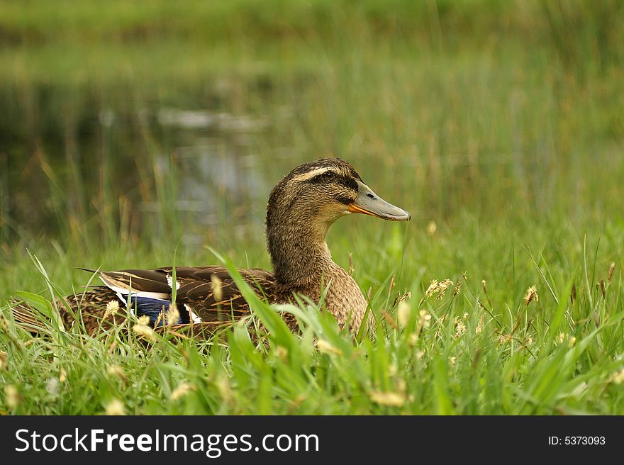 Adult duck is sitting on the lakeside