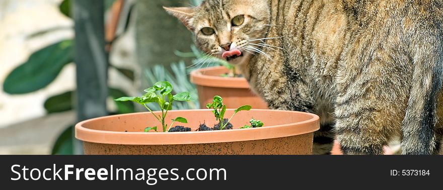 Cat captured in unexpected moment with tongue out of mouth. Cat captured in unexpected moment with tongue out of mouth...