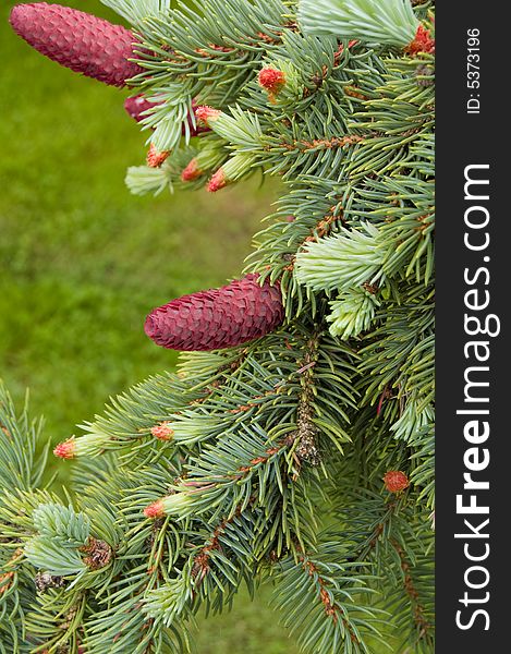 Close up of pine branches with red cones. Close up of pine branches with red cones