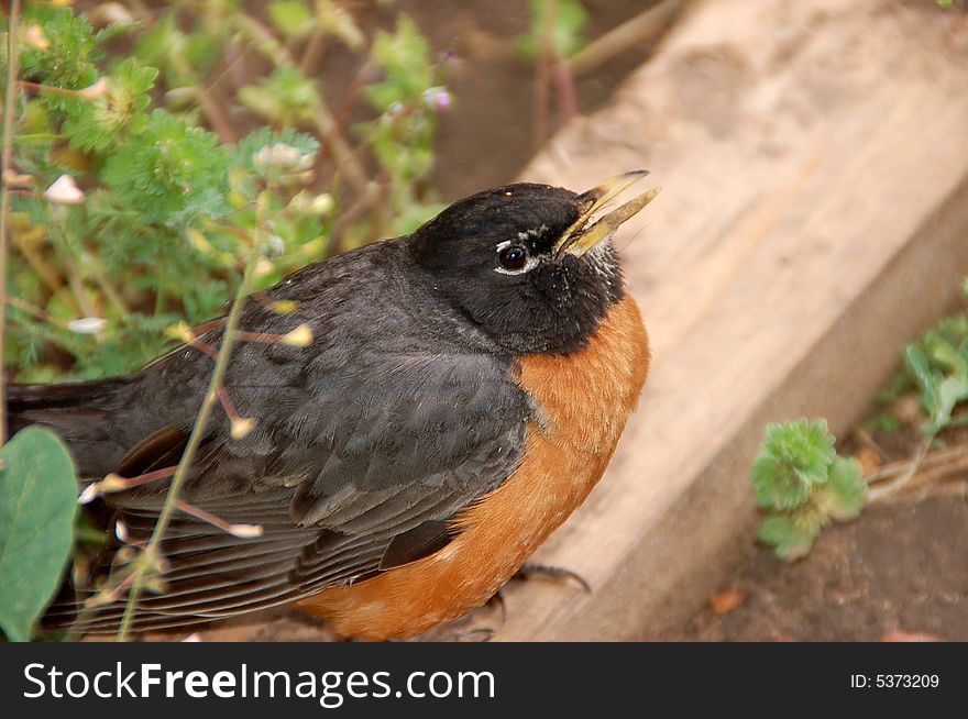 Injured American robin fledgling