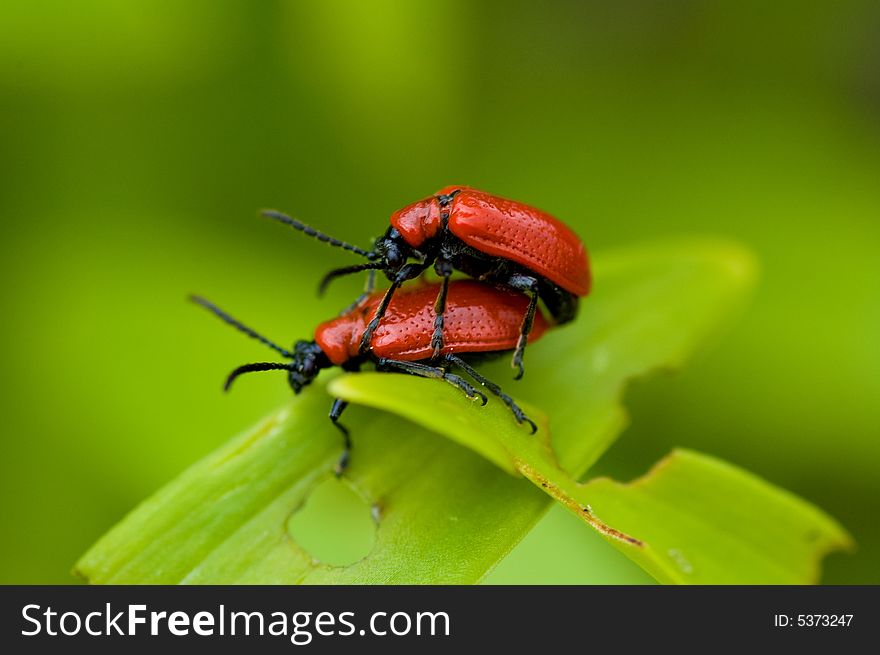 Lily leaf beetles making love on a leaf.