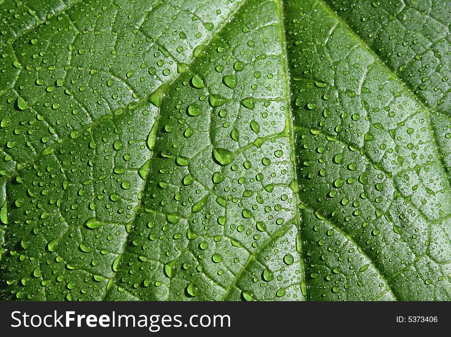 Leaf with the drops on it