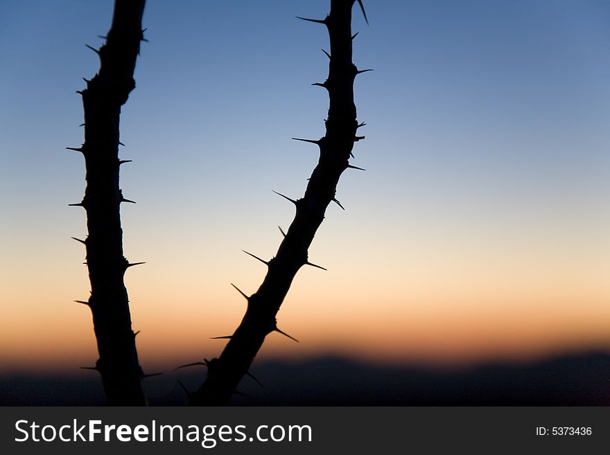 Silhouette of octillo cactus at dusk in the Sonoran desert, Arizona. Silhouette of octillo cactus at dusk in the Sonoran desert, Arizona.