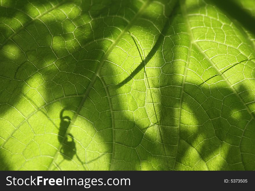 Leaf with the shadows on it