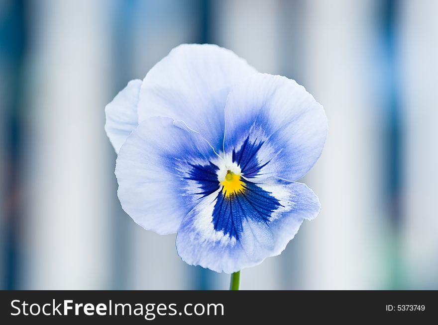 Close up on blue Viola