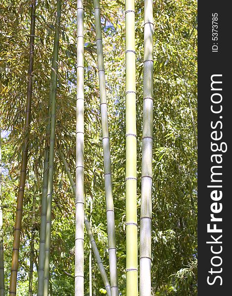 Tall stalks of bamboo in a forest. Tall stalks of bamboo in a forest