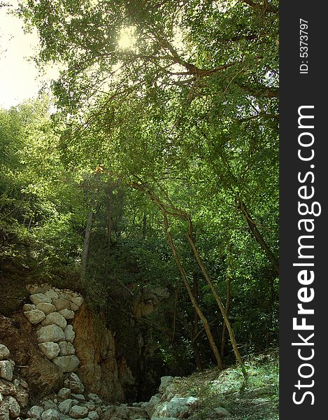 Green vegetation in the mountain air.