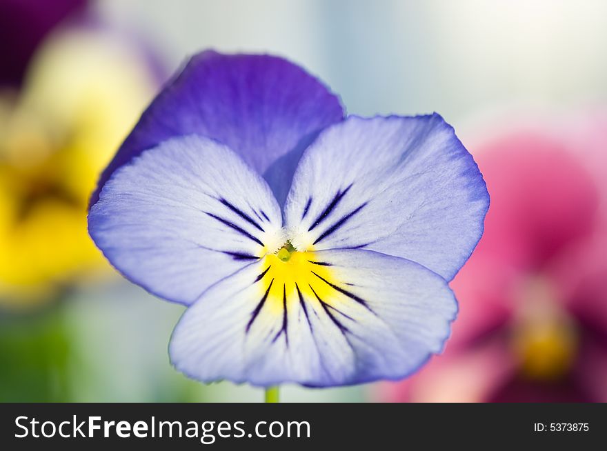 Close up on purple Viola