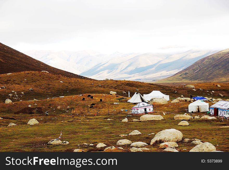 When travelling in Tibet of China,  beautiful meadows appears in front of us.