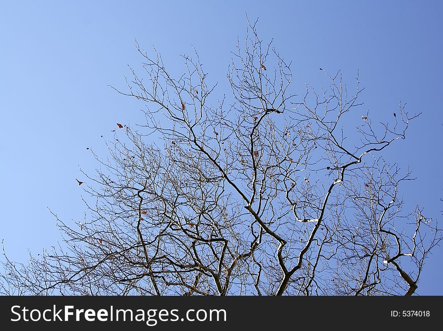 Silhouette of tree branches on the blue sky background at the morning. Greek nature.