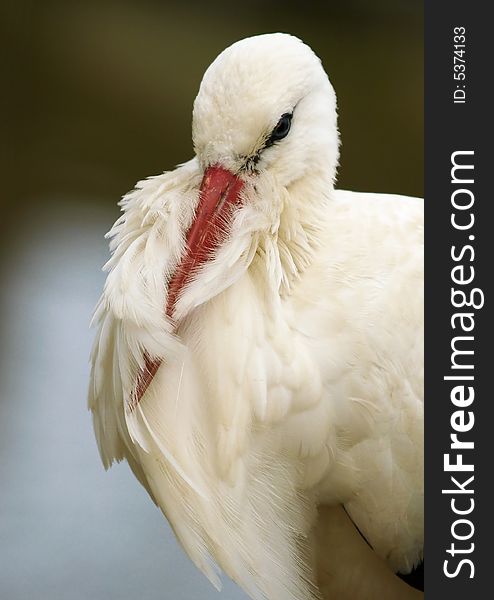 White Stork (Ciconia Ciconia)