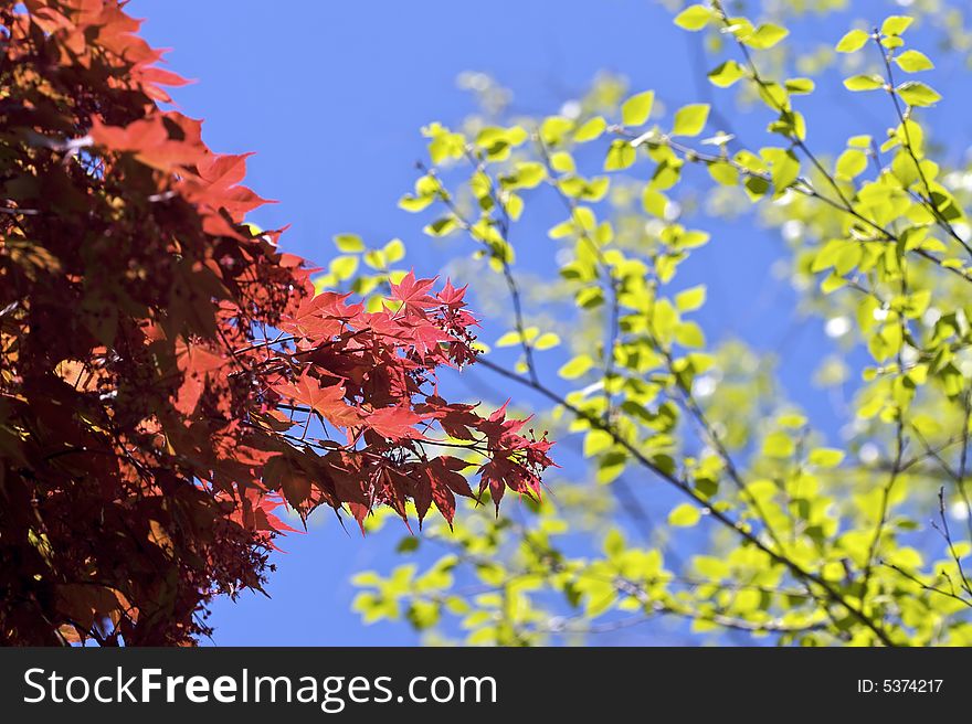 Bright, high contrast shot of red and green leaves during a sunny day. Bright, high contrast shot of red and green leaves during a sunny day.