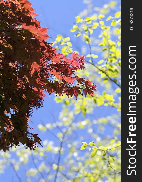 Bright, high contrast shot of red and green leaves during a sunny day. Bright, high contrast shot of red and green leaves during a sunny day.