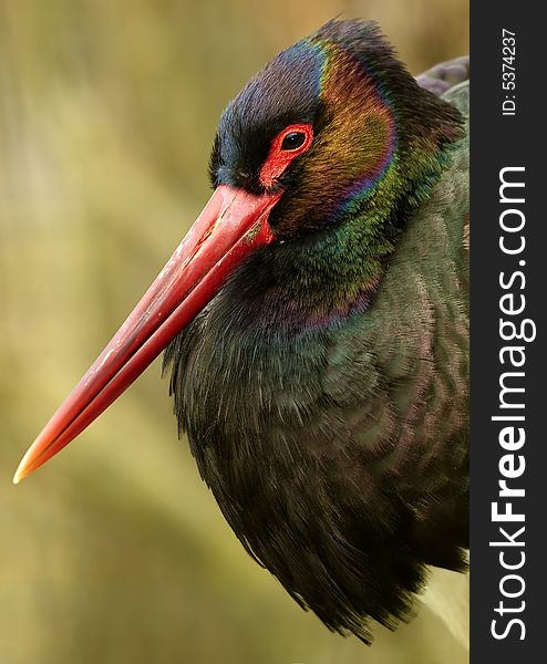 Colorful portrait of black stork. Colorful portrait of black stork
