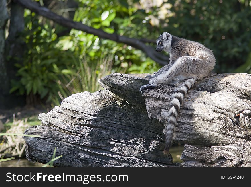 A lemur pondering the world. A lemur pondering the world.