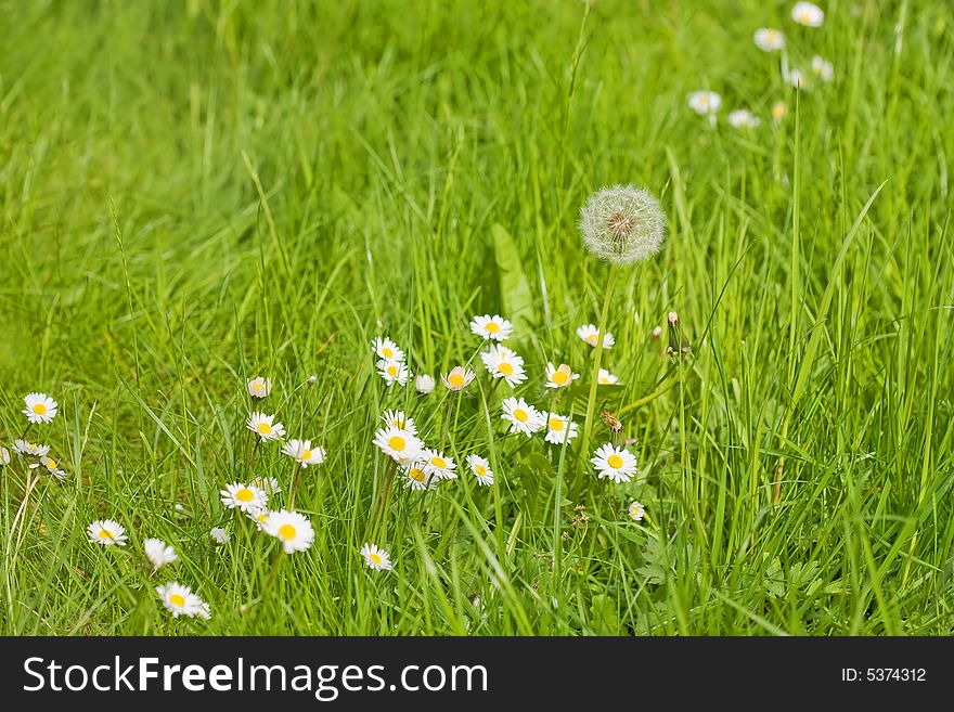 One dandelion and many camomiles on a green grass. One dandelion and many camomiles on a green grass
