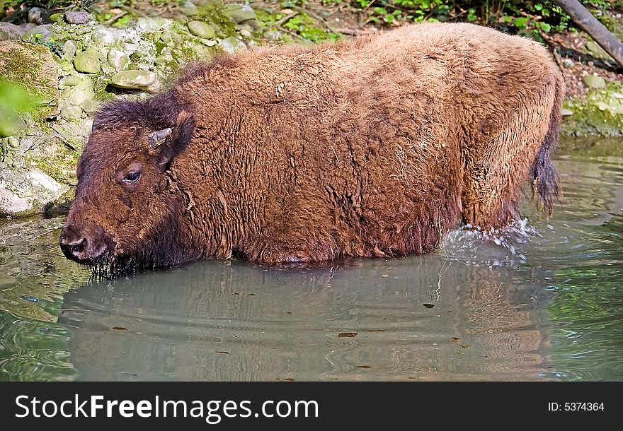 View of bison taking bath. View of bison taking bath