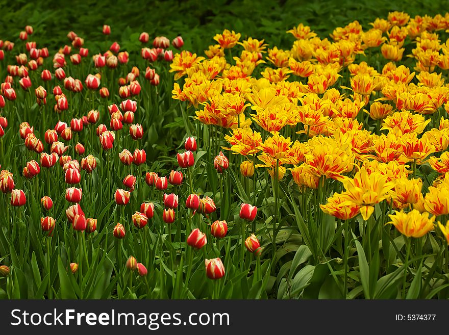 Red and yellow tulips on green grass. Red and yellow tulips on green grass